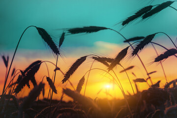Poster - Silhouettes of wheat ears against the sunset gradient sky