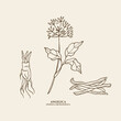 © Maria - Hand drawn angelica plant and root