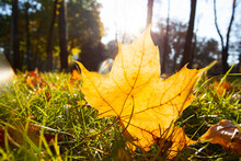 Autumn Yellow Maple Leaf In The Green Grass In Summer Day