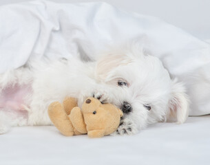 Poster - Playful White Lapdog puppy hugs toy bear under white blanket on a bed at home