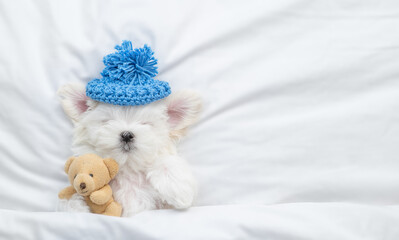 Poster - White Lapdog puppy wearing warm hat sleeps under white blanket on a bed at home and hugs favorite toy bear. Top down view. Empty space for text