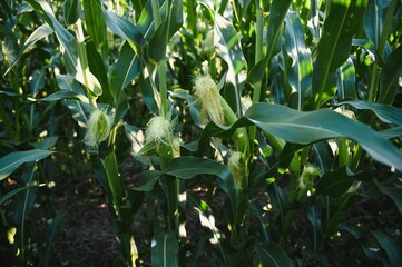 Wall Mural - Green field of young corn under the sunlight