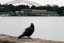 Pigeon Close Up In Foreground With View Of Sydney Harbour Bridge In Background