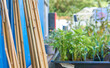 © AnyaWhy - Bamboo pole ready to use as support frames for climbing beans and peas in a garden.