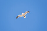 Fototapeta Zwierzęta - White seagull against the blue sky.