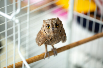 owl in the aviary. feeding pet owls. little owlet tamed at home.