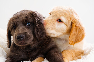 Wall Mural - couple of cute puppies play with each other. Hovawart breed. cute and funny young puppy. hovawart and golden retriever puppy