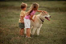 Little Boy And Girl Are Playing With Big Beautiful Dog, A Fawn Husky Breed. Brother And Sister Train Pet On Green Meadow. The Concept Of Happy Family And Fun Leisure, Children And Animals In Nature