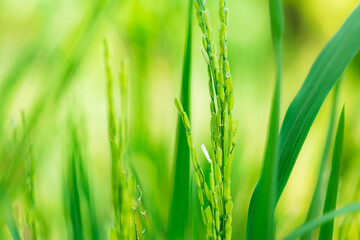  Closeup nature view ear of rice on morning sunlight using as background and food concept