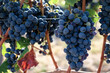 Ripe blue grapes in the morning sunlight. Rheinhessen wine region. Germany. 