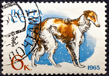 USSR - CIRCA 1965: A Postage Stamp, Printed In USSR, Shows A Borzoi Dog, Series Hunting And Service Dogs.