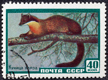 RUSSIA - CIRCA 1957: A Stamp Sheet Printed In Russia Shows Marten Hartha. Series, Protect Useful Animals.