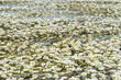 Flutender Hahnenfuß - Schlingpflanzen im Wasser