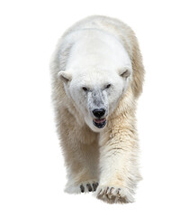 large polar bear isolated on white background
