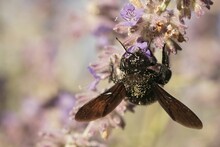 A Colorful Upward Angle Closeup On A Large Carpenter Bee, Xylocopa Violacea On Purple Flowers