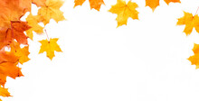 Autumn Background With Place For Text. Composition Of Maple Leaves On White. Copy Space