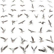 Seagulls Isolated On A Transparent Background