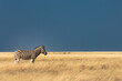 Zebra in profile in early morning light