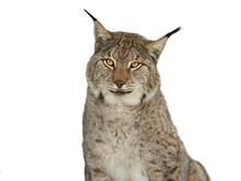  Portrait Lynx Isolated On White Background