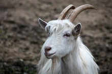 Closeup Shot Of A Peasantry Goat Breed With Blurred Background