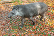 Tapir herbivorous mammal . Wild animal at autumn leaves