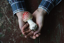 Red Poisonous Mushroom Fly Agaric In The Hands Of A Man
