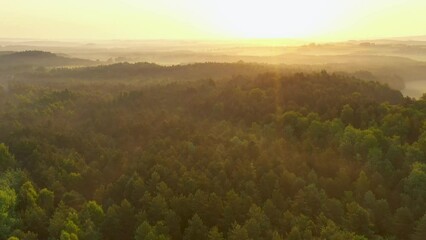Poster - fog in the forest aerial footage