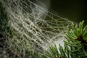 Sticker - Spider web on a tree leaves