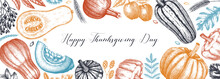 Thanksgiving Background. Pumpkins Sketches In Color.  Autumn Plants And Fruit Drawings. Vector Vegetables, Butternut Squash, Marrow, Pumpkin Sketches. Fall Banner Design. Harvest Festival.