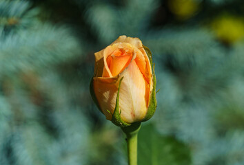 Wall Mural - Amazing tender orange hybrid tea rose Versilia. Close-up of beautiful rose bud with drops of morning dew against blurred blue spruce. Nature concept for design