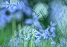 Common Bluebell Flowers In Field