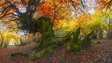 Curvy Tree Growing In Autumn Forest