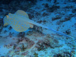 Blue spotted stingray, Red Sea, Egypt