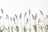 Fototapeta Lawenda - Floral background with blooming lavender spikes on white table top