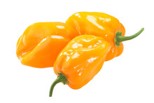 Orange Habanero Peppers Isolated. Capsicum Chinense Fruits