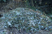 A Large Pile Of Gray Green Dry Branches With Leaves And Grass On The Street