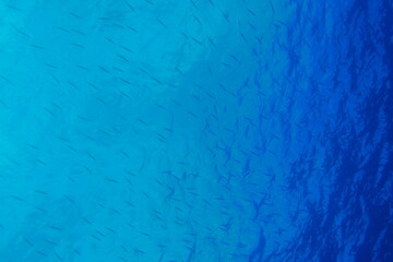 Scuba diving with Manta ray in Yap, Micronesia（Federated States of Micronesia）