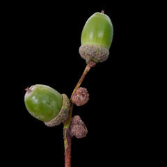 Two green acorns on a twig set against a black background