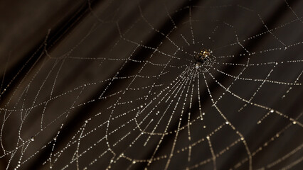 spider web with dew drops