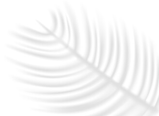 Poster - Palm leaf shadow overlay effect on transparent background