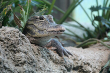 Chinese Alligator In A Zoo In Osaka (japan)