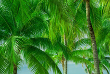 Close-up of Palm Trees