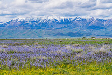 United States, Idaho, Fairfield, Camas Lilies Bloom In Spring And Soldier Mountain In Background