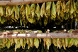 © Tetra Images - Tobacco leaves drying