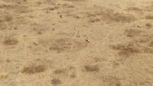 Bird's Eye View Of A Zebra Herd Walking Through An Open Field