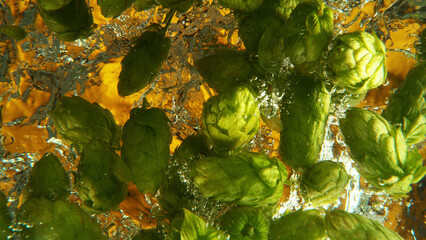 Wall Mural - Green fresh hop cones in water for making beer.