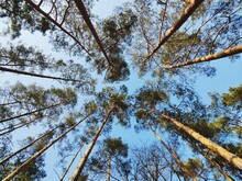 Symmetric Low Angle View Of Pine Trees Against Blue Sky