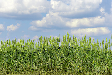 Canvas Print - Green spikelets of wheat and rye against the sky.