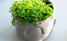 Indoor Plant Soleirolia Soleirolii In A Round Pot