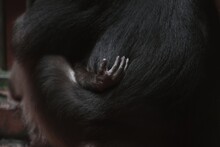 A Baby Monkey Finger